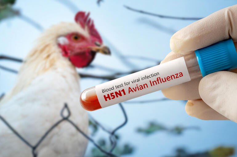 Bird Flu