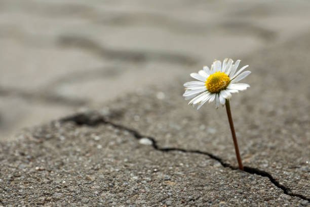 From Rejection to Resilience: My Journey Through Emergency Medicine Residency